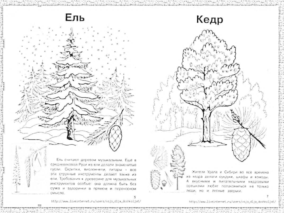 Раскраска Ель и Кедр с изображением деревьев, шишек и семян
