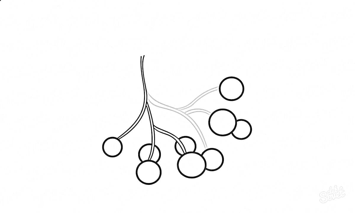 Раскраска Ветка рябины с ягодами на раскраске
