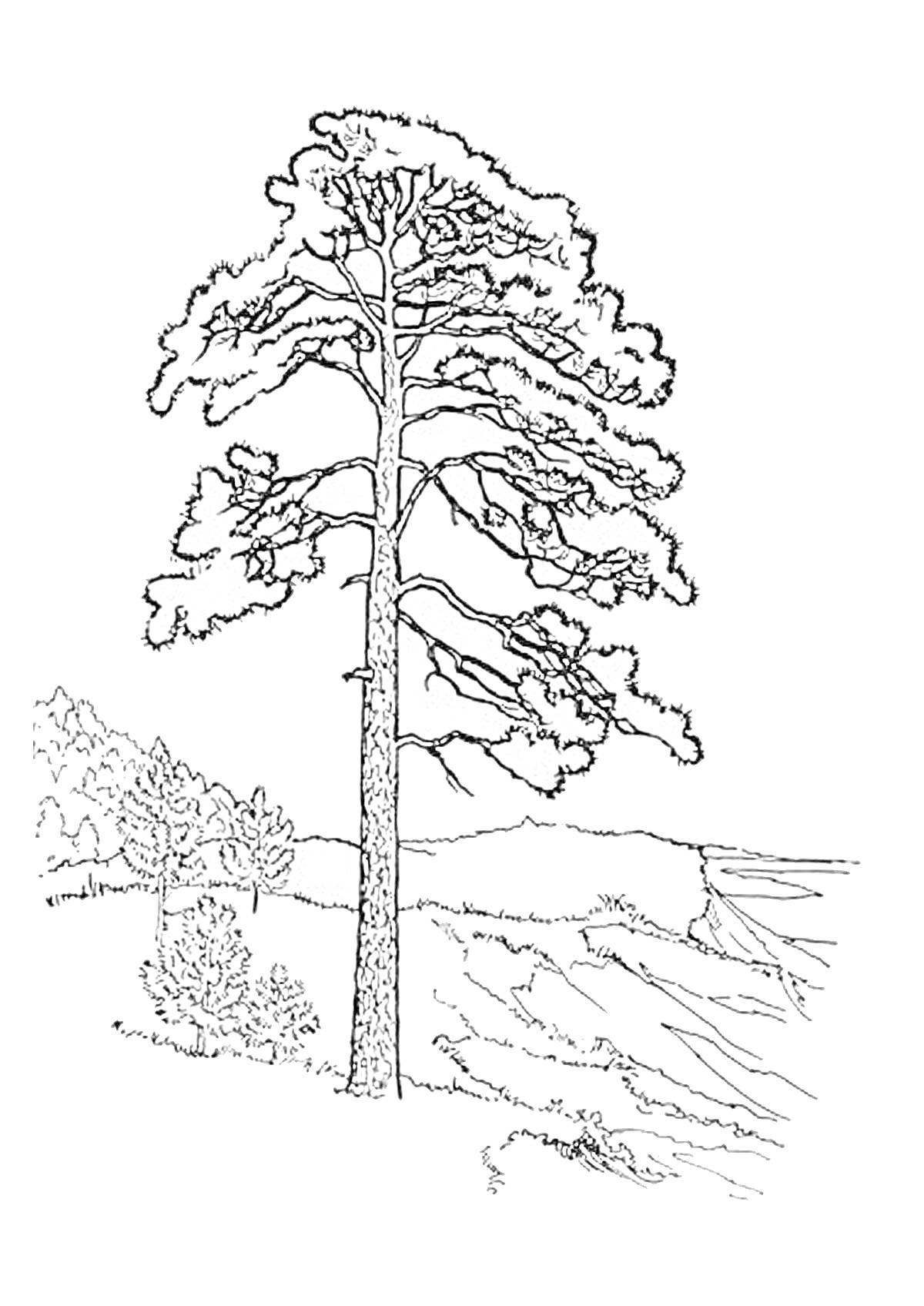 Раскраска Сосна на холме с фоном из деревьев и склону