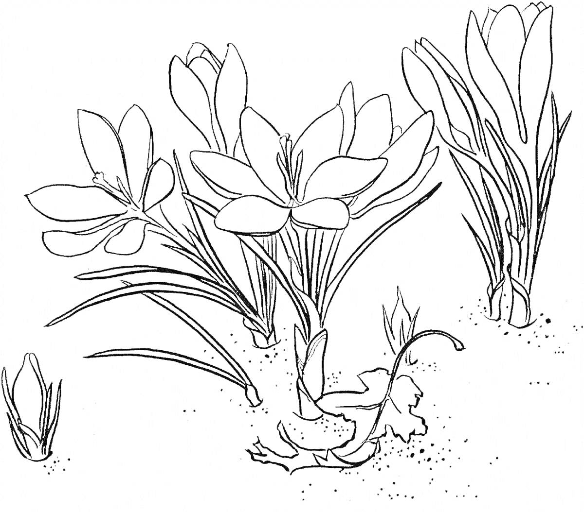 Раскраска Подснежники с цветками, листьями и бутоном в земле