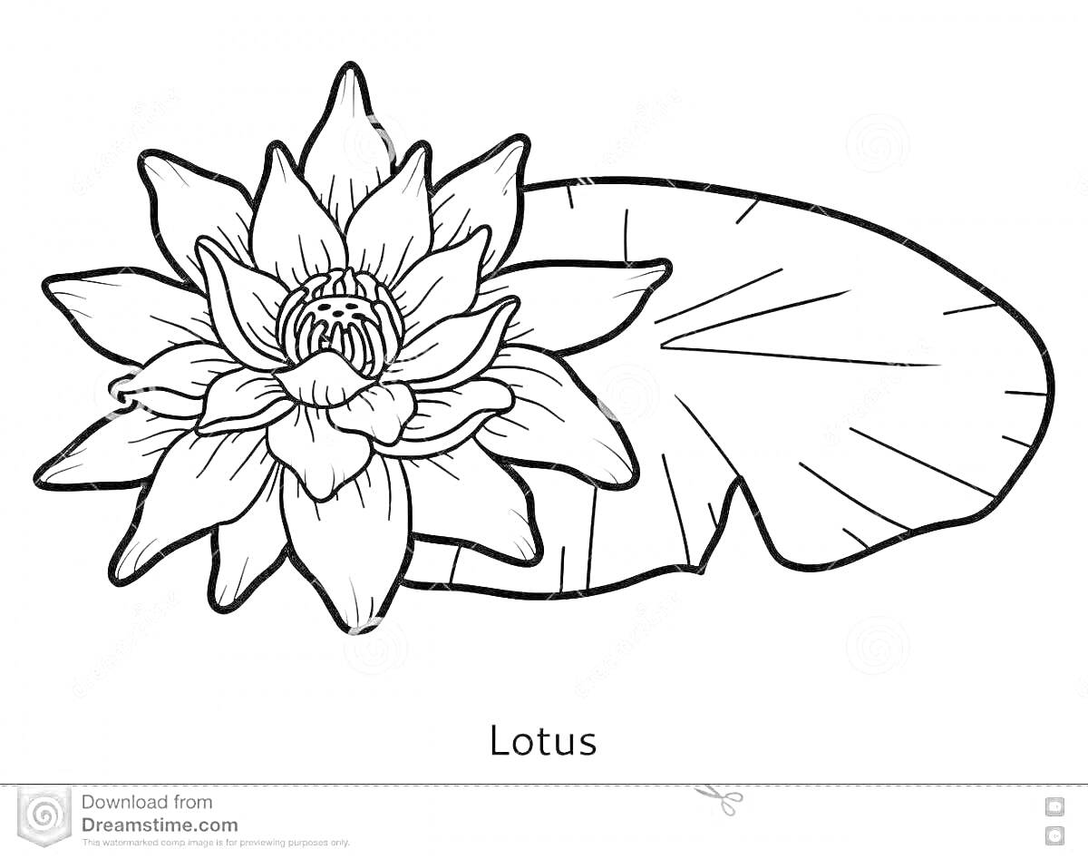 Раскраска Лотос с цветком и листом