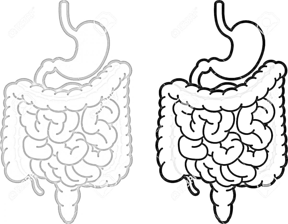 Раскраска Кишечник человека с желудком. Цветное изображение и раскраска