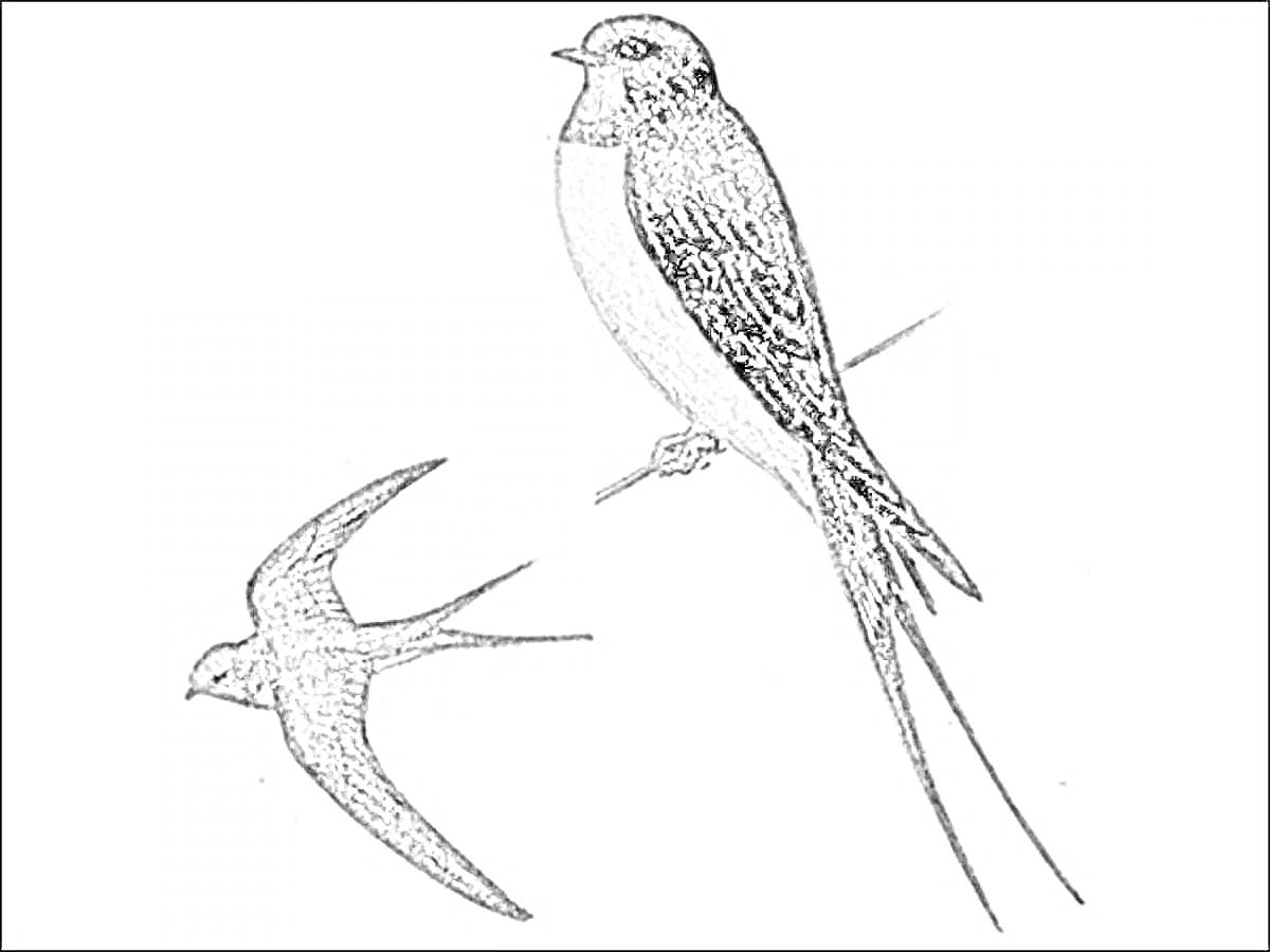 Раскраска Две ласточки, одна сидит на ветке, другая летит