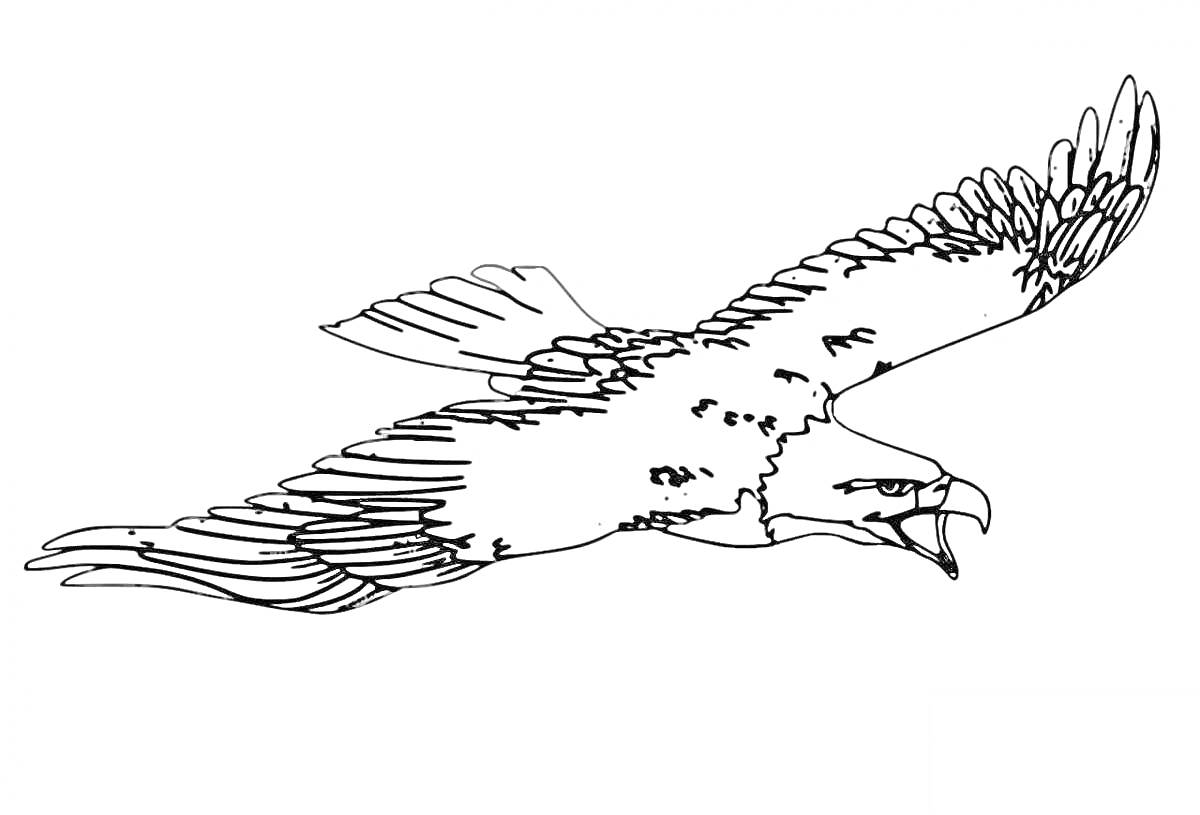 Раскраска Орлан-белохвост в полете
