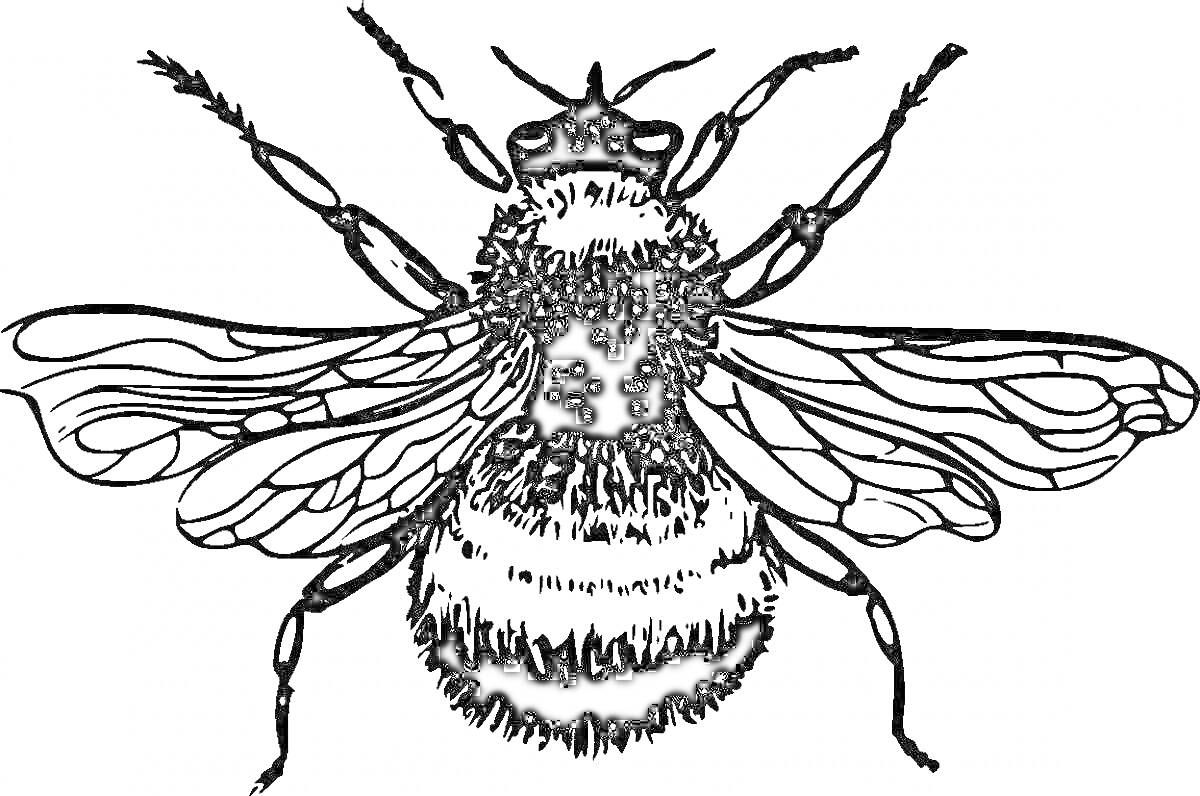 Раскраска Шмель с крыльями и деталями тела для раскрашивания