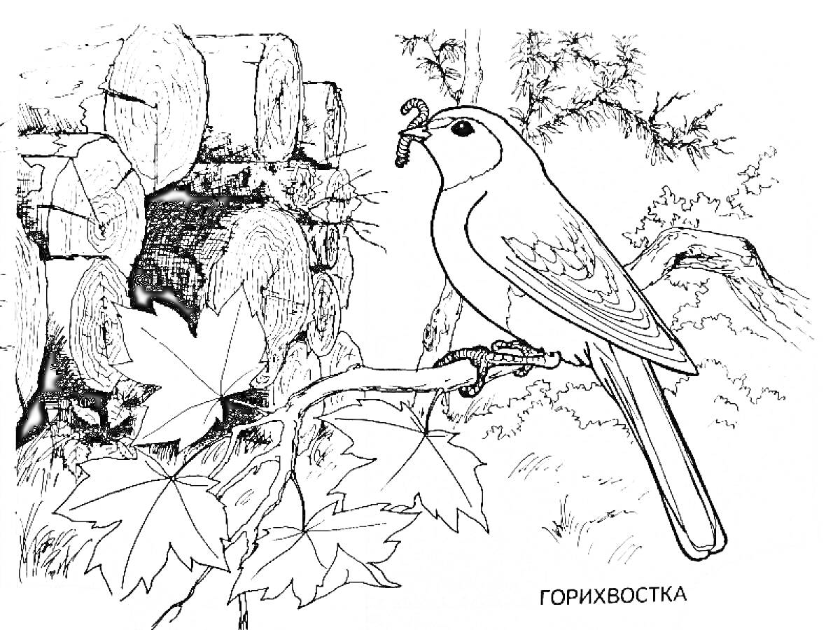 Раскраска Горихвостка на ветке с гусеницей во рту на фоне дерева и камней