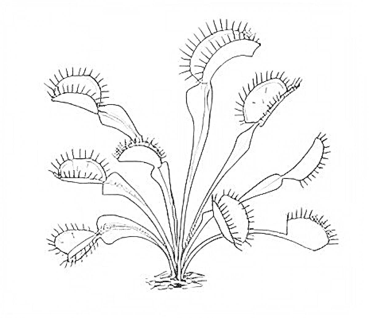 На раскраске изображено: Венерина мухоловка, Хищное растение, Ловушка, Листья, Корни, Ботаника