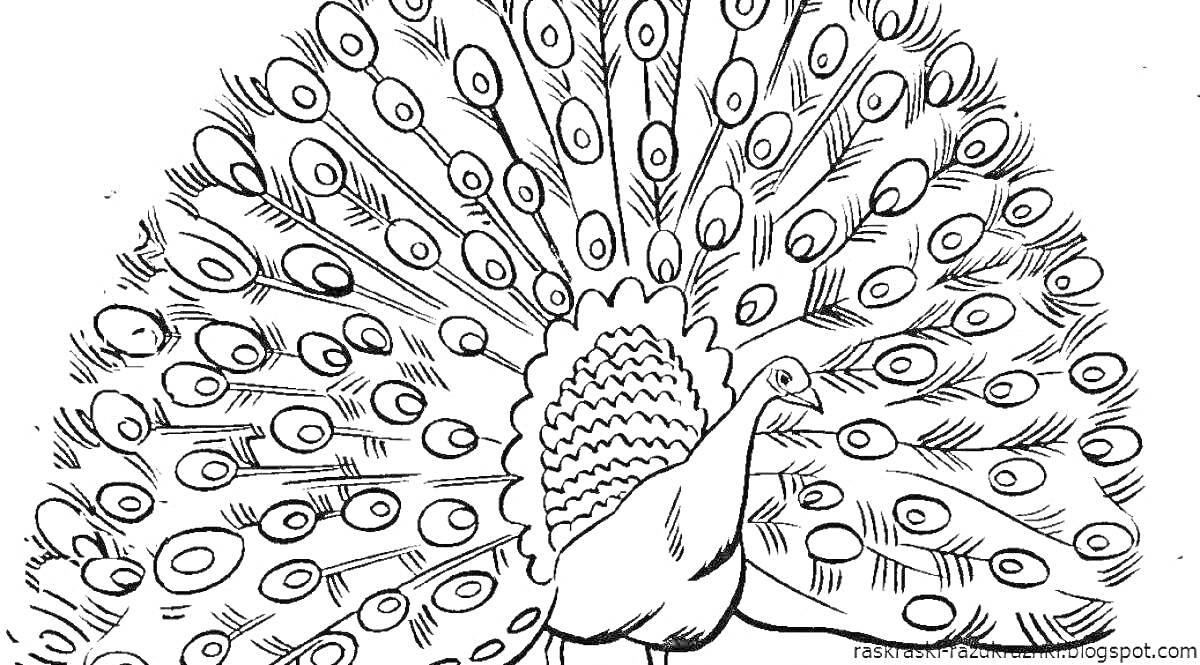 Раскраска Раскраска павлин с раскрытым хвостом в детализированных перьях