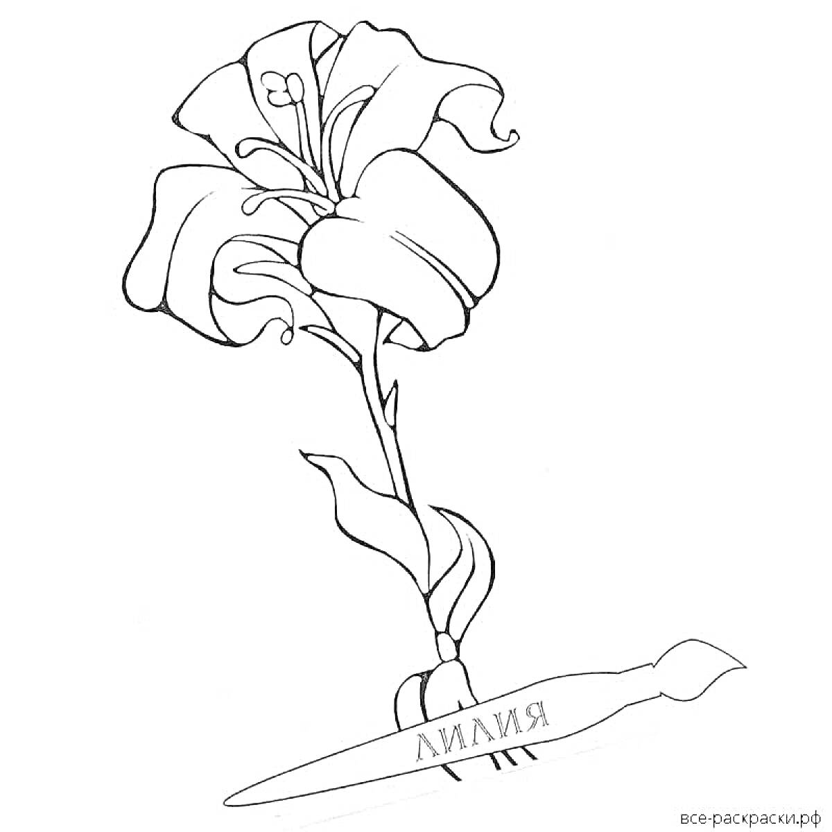 На раскраске изображено: Арт, Аленький цветочек