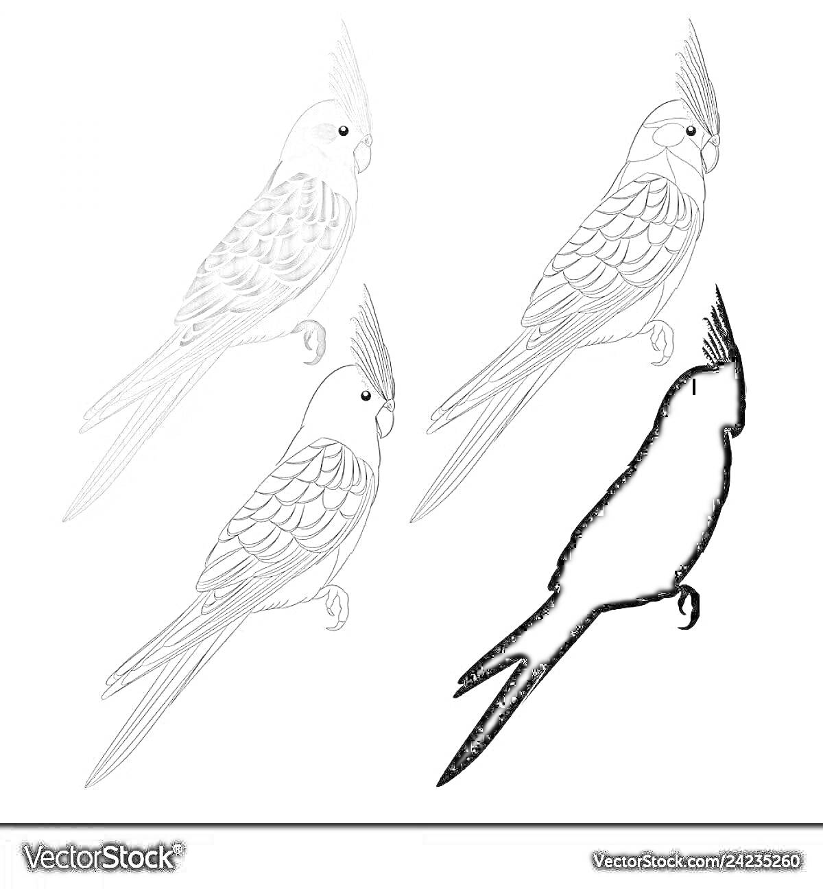 Раскраска Четыре изображения попугая кореллы (раскрашенный, контурный, частично раскрашенный, силуэт)