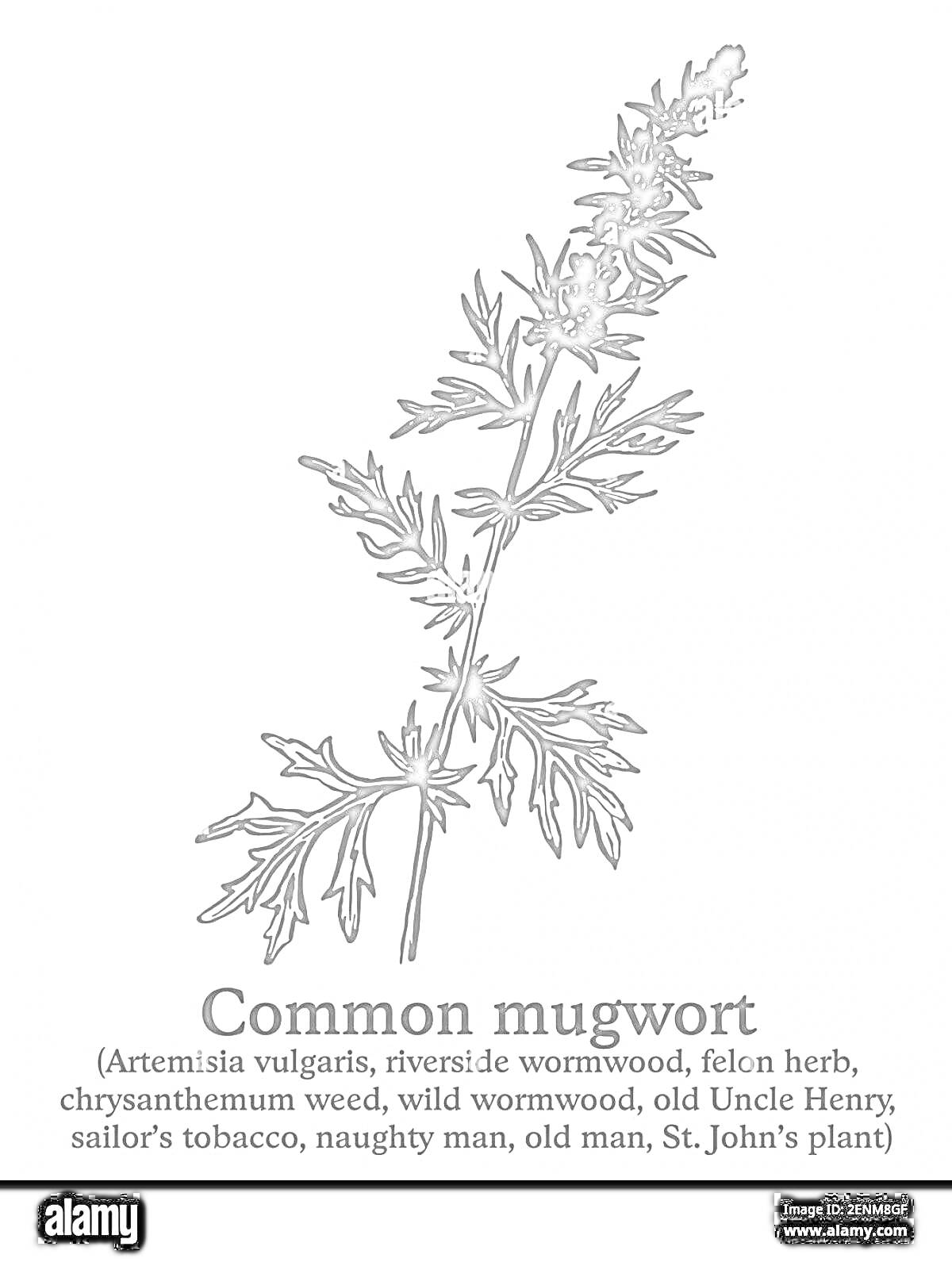 Раскраска Common mugwort - Artemisia vulgaris с различными названиями: riverside wormwood, felon herb, chrysanthemum weed, wild wormwood, old Uncle Henry, sailor's tobacco, naughty man, old man, St. John's plant.