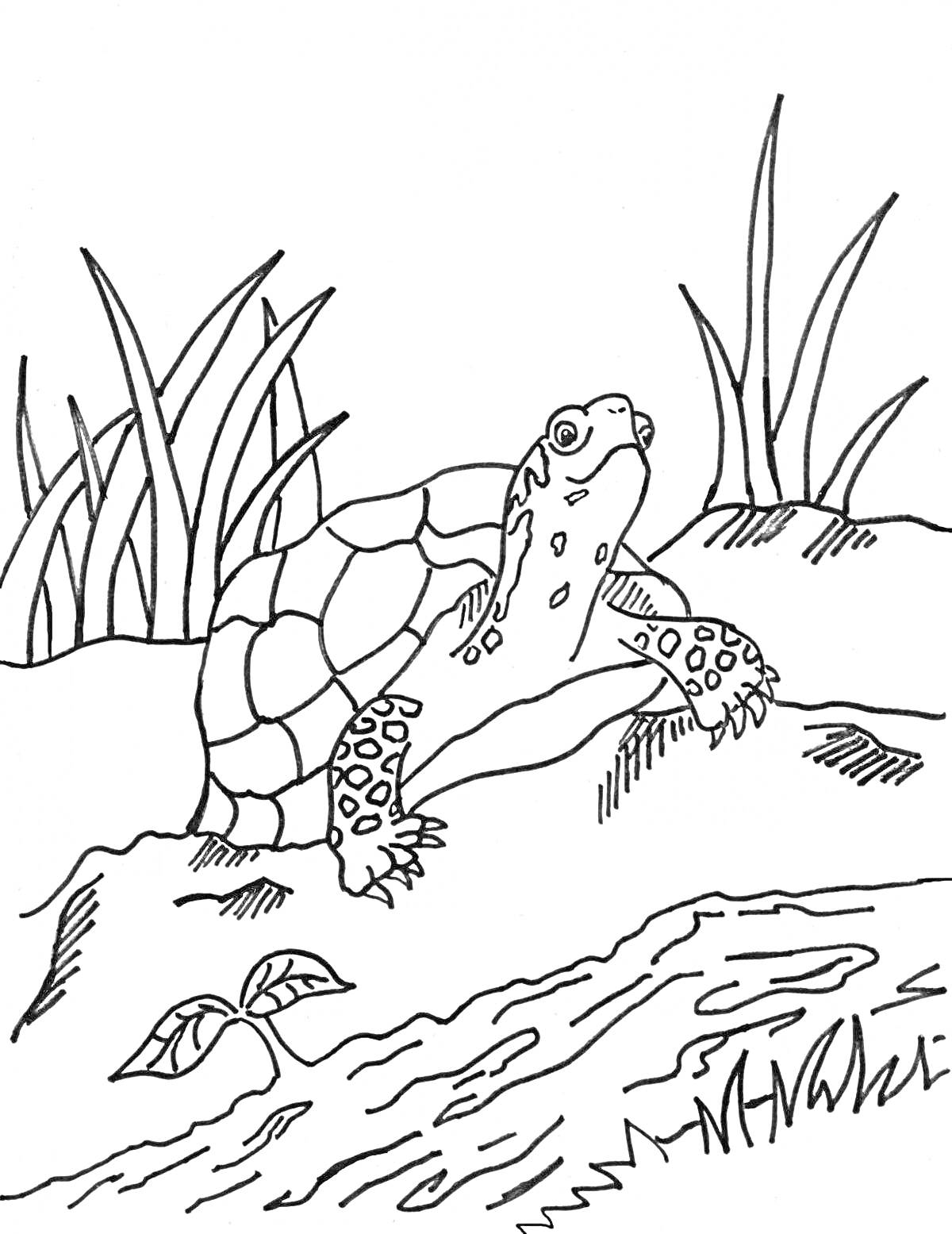 На раскраске изображено: Черепаха, Тортилла, Буратино, Трава, Листья, Вода, Природа