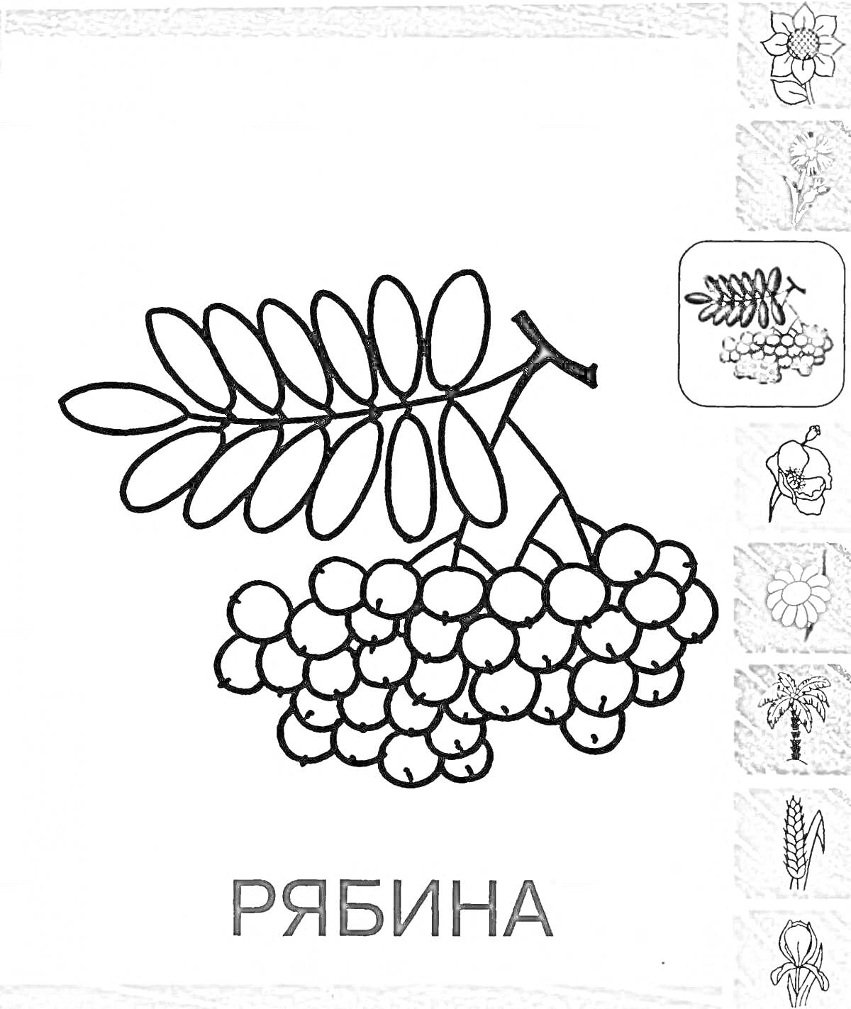 На раскраске изображено: Рябина, Ягоды, Листья, Колосок, Микрофон, Для детей