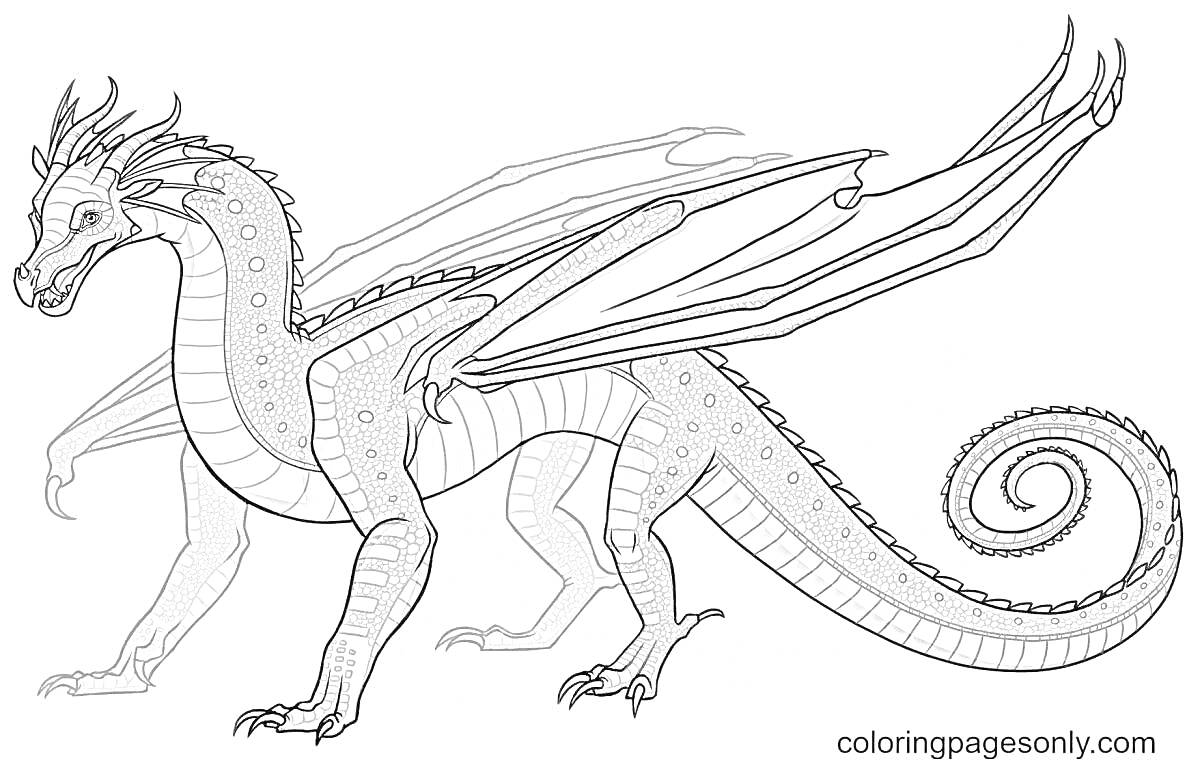 Раскраска Дракон с развёрнутыми крыльями, витиеватым хвостом и рогами
