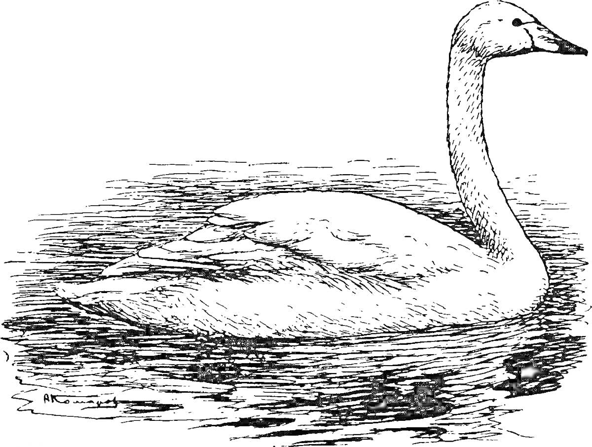 На раскраске изображено: Лебедь, Вода, Пруд, Птица, Природа, Плавание