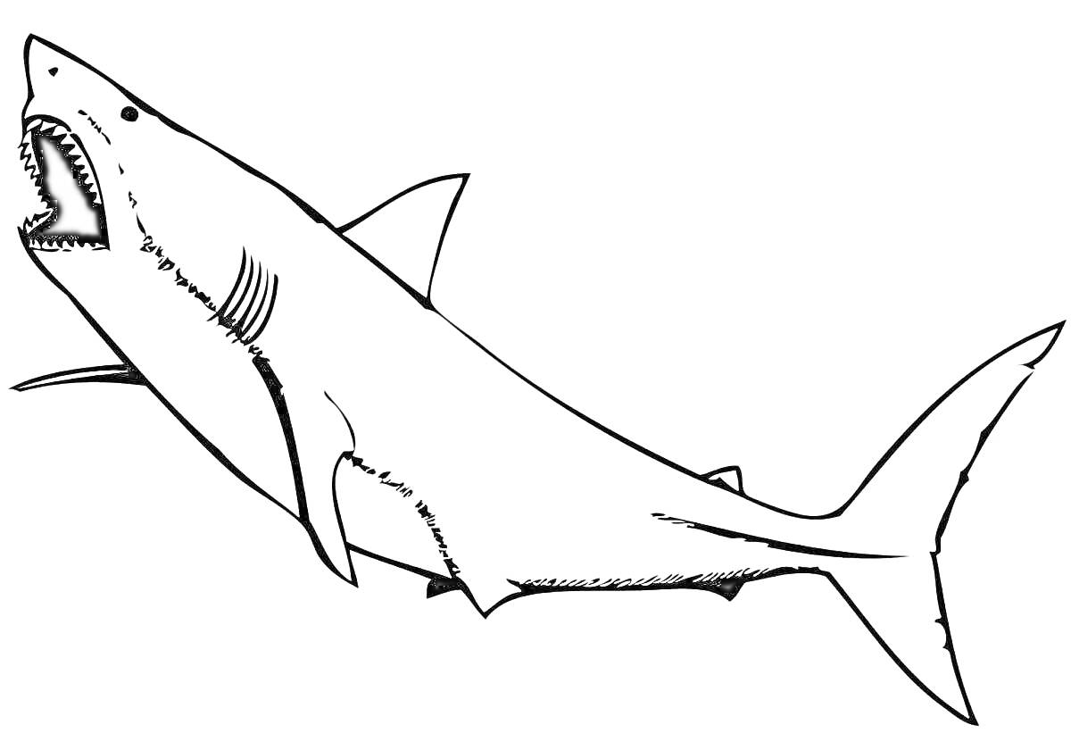 Раскраска Большая акула с раскрытой пастью и плавниками