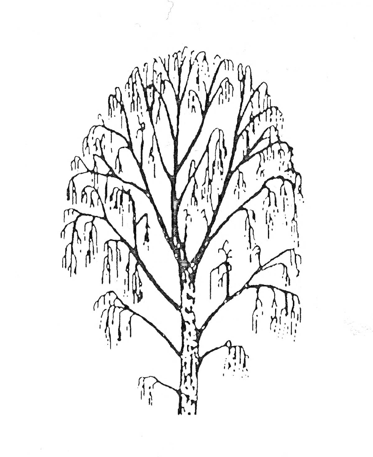 На раскраске изображено: Зима, Иллюстрация, Листья