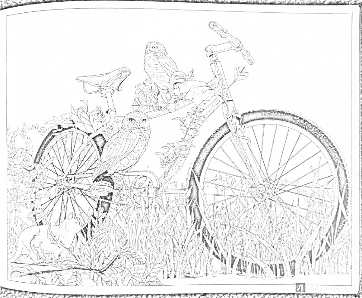 На раскраске изображено: Велосипед, Трава, Природа, Сова