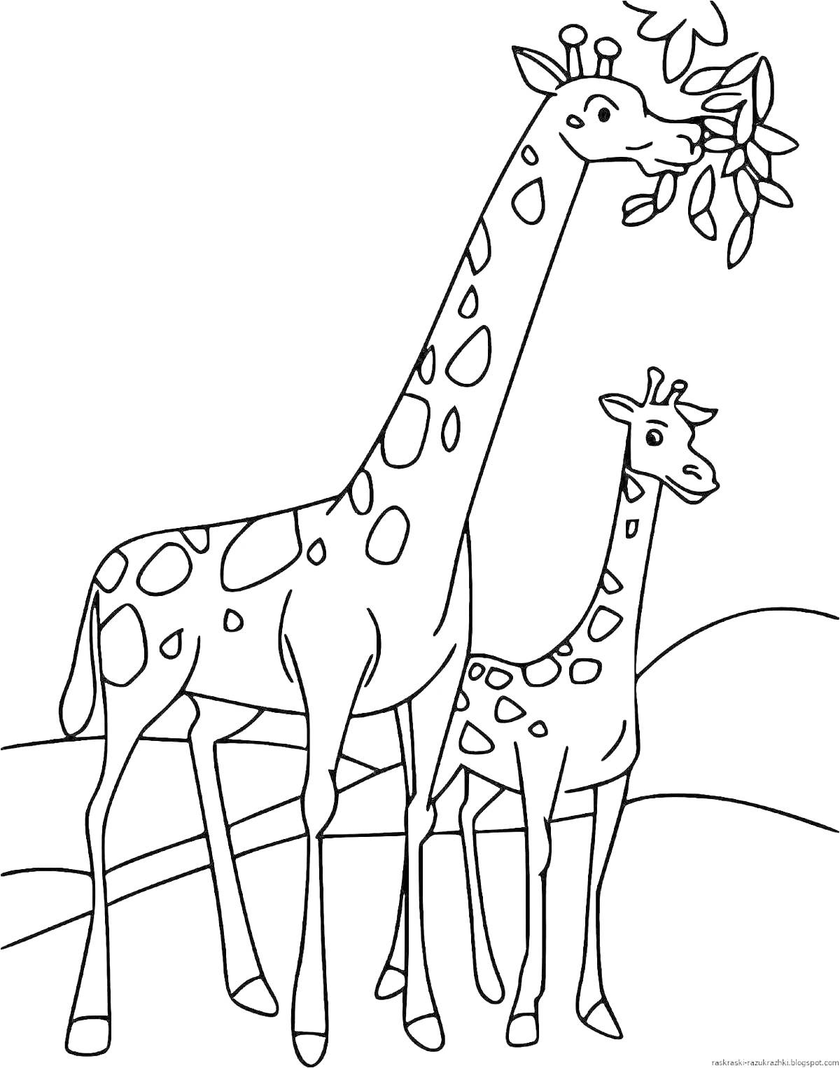 На раскраске изображено: Жирафы, Животные, Природа, Листья, Семья, Луг