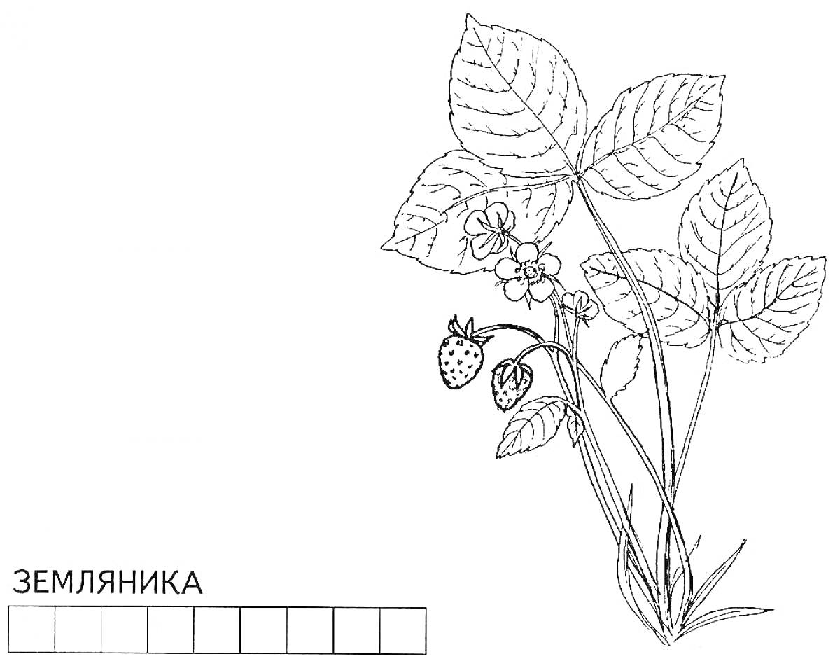 На раскраске изображено: Земляника, Листья, Ягоды, Цветы, Окружающий мир, 1 класс