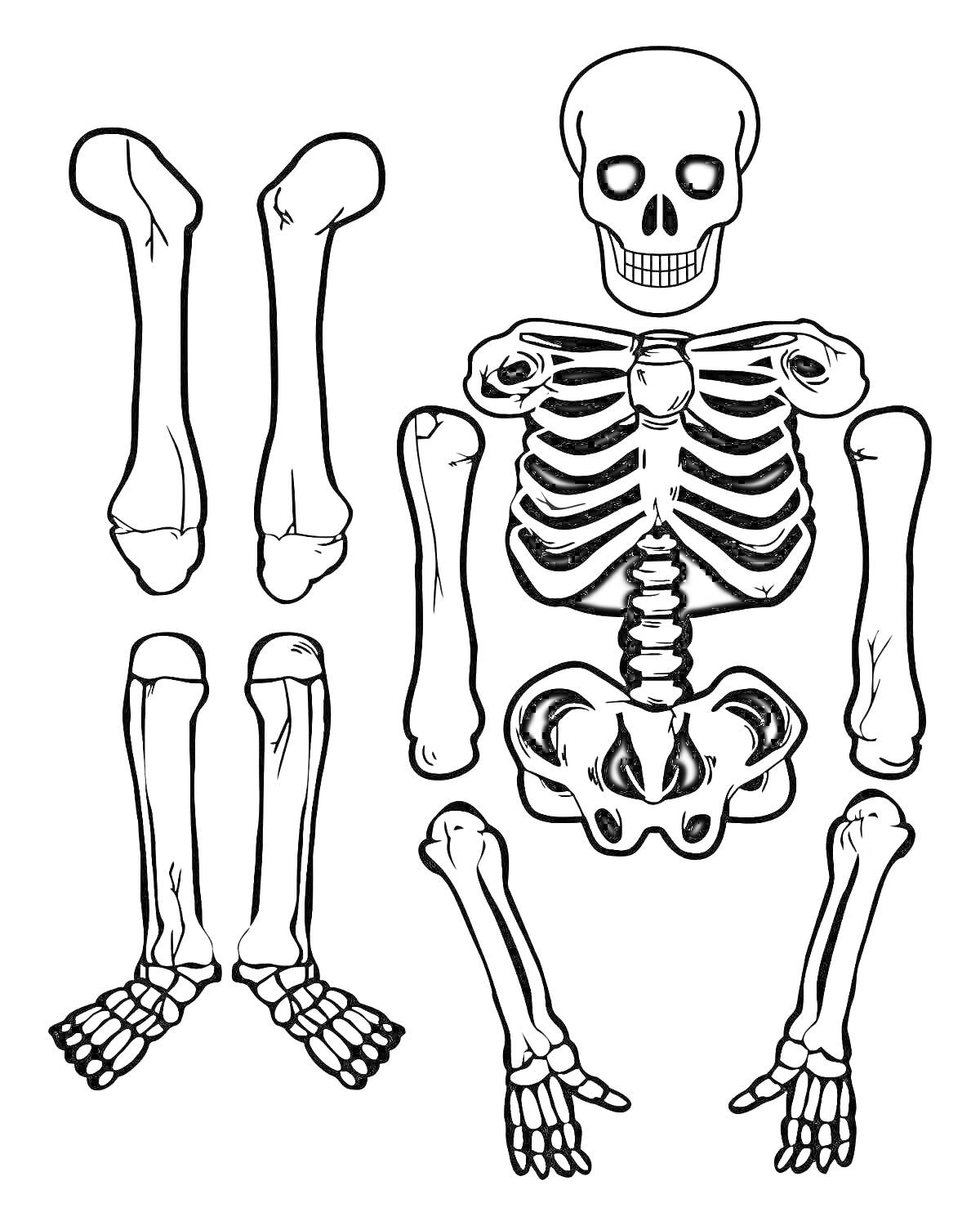 Раскраска Кости человека: череп, позвоночник с ребрами, тазовые кости, кости рук, кости ног