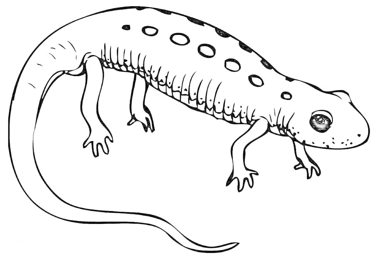 На раскраске изображено: Тритон, Пятна, Хвост, Амфибия