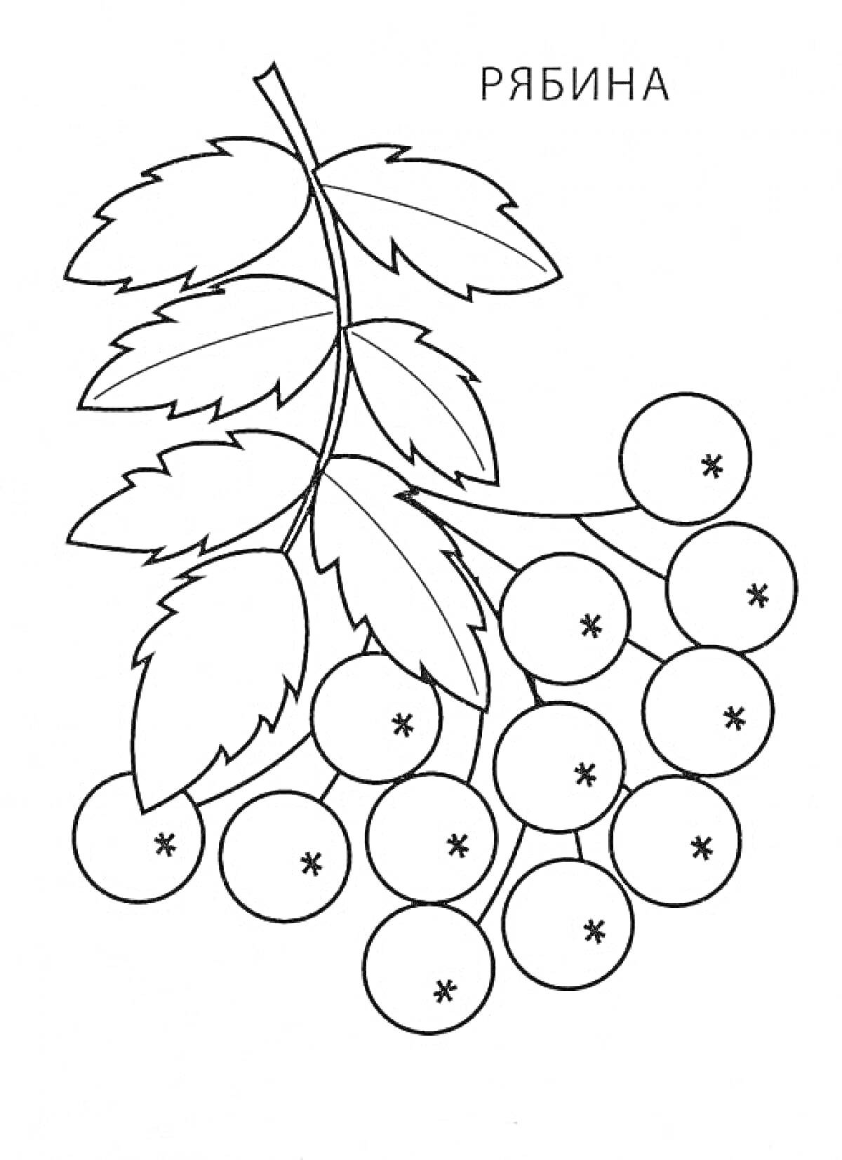 Раскраска Ветка рябины с ягодами