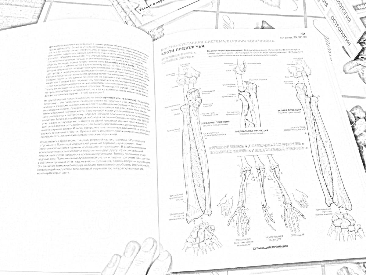 Раскраска Анатомия предплечья человека - Ульна и радиус с элементами прикрепления мышц