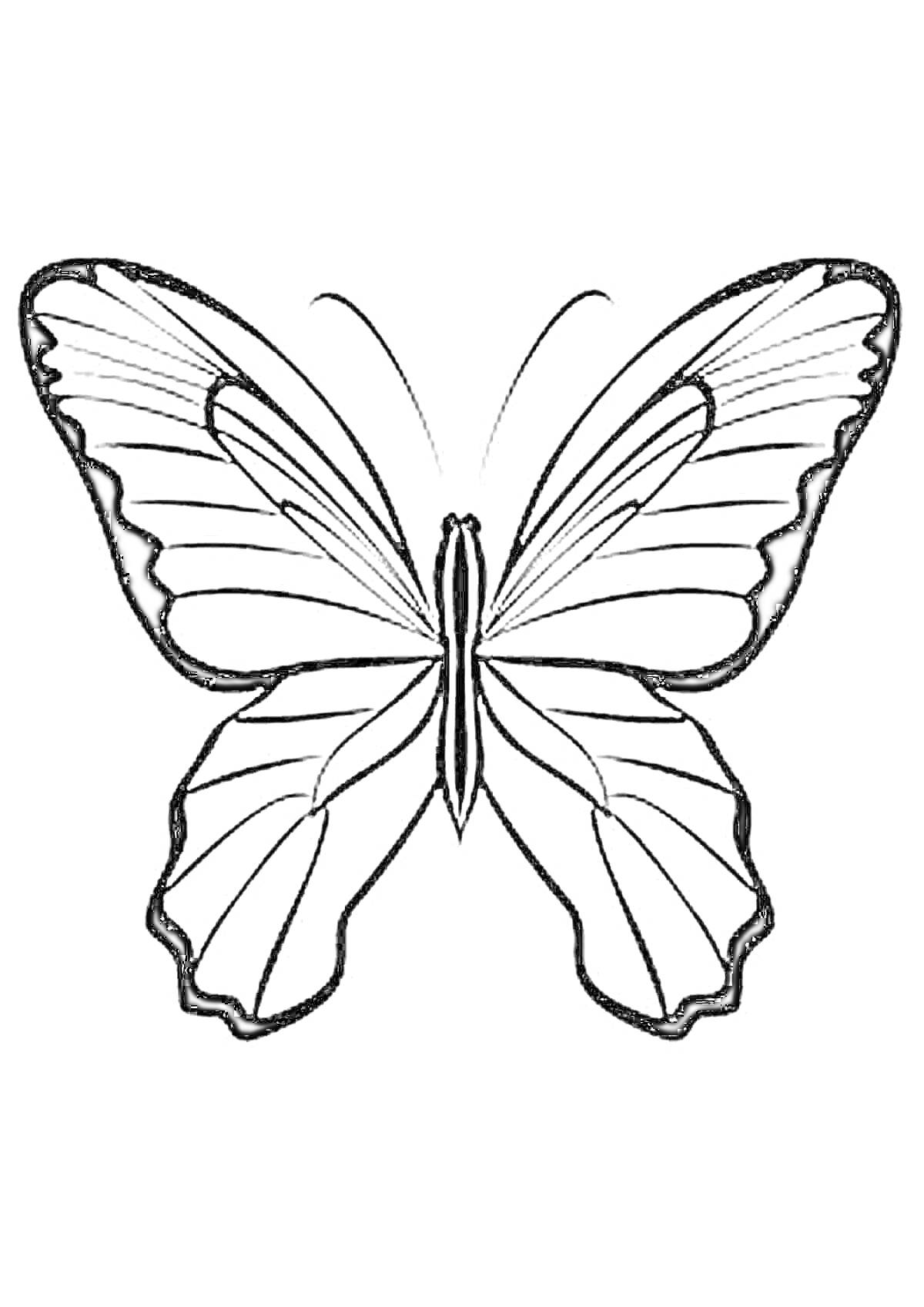 Раскраска Трафарет бабочки с детализированными крыльями