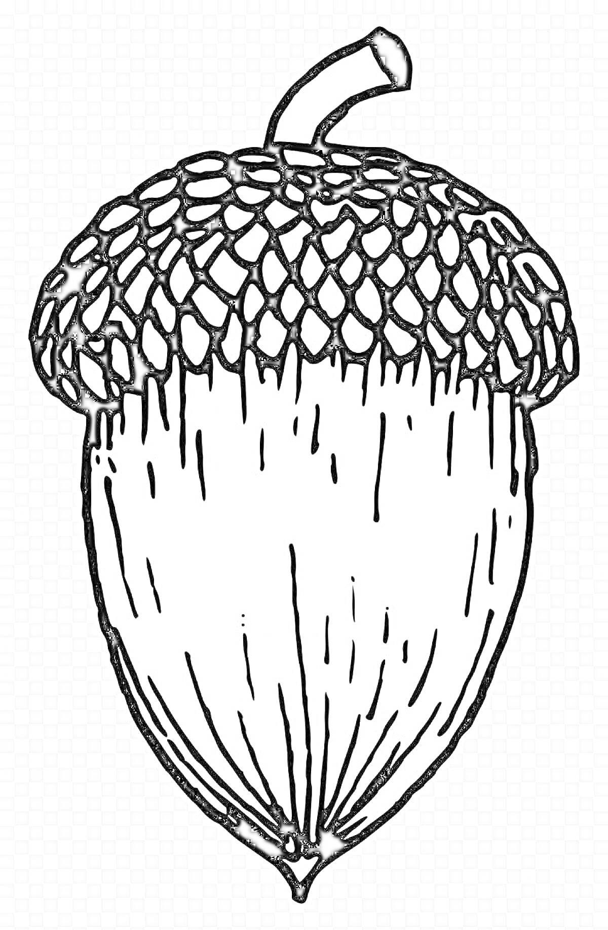 Раскраска Желудь с чешуей и стеблем для раскрашивания