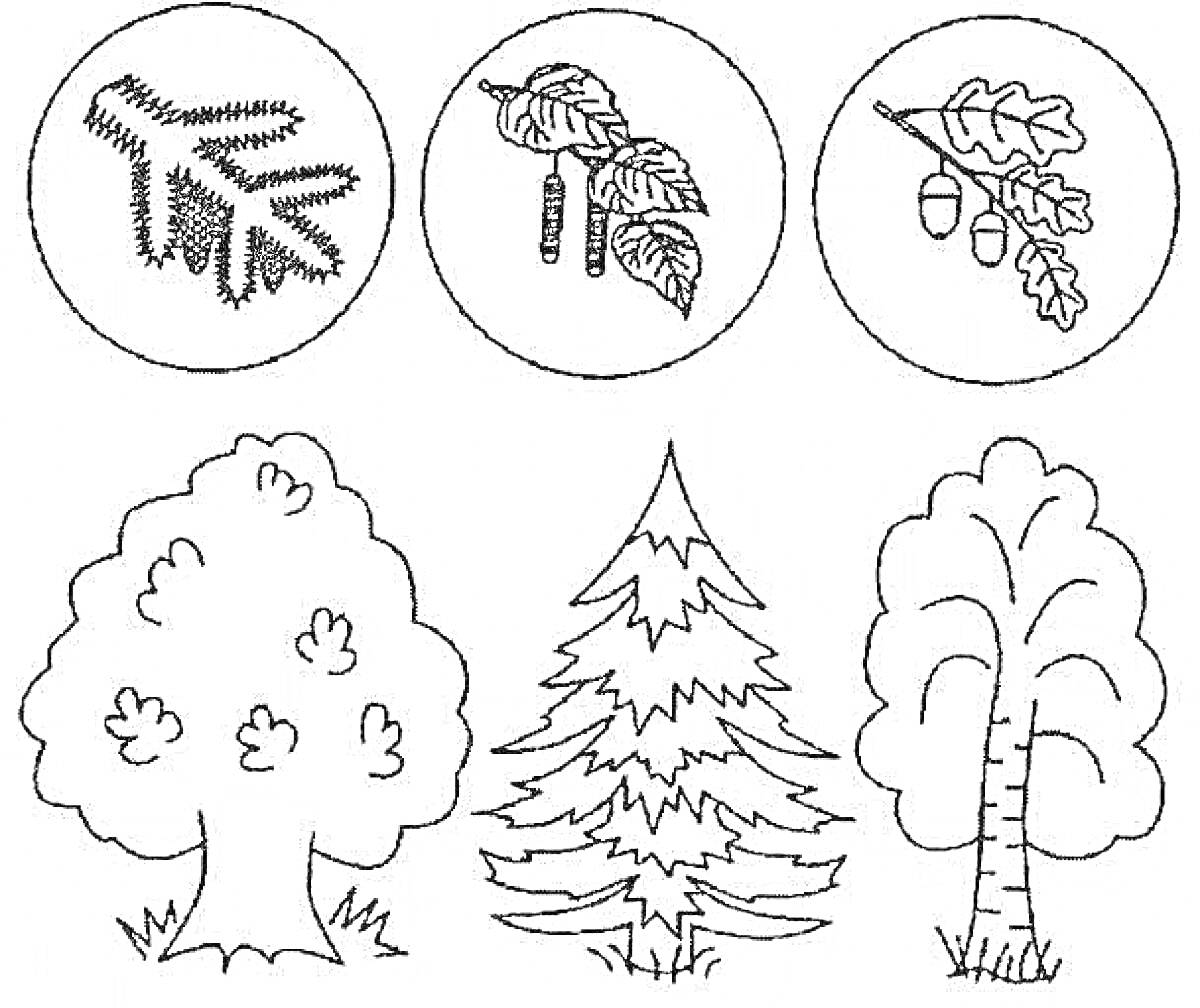 Раскраска Хвойные деревья и листья с шишками и желудями