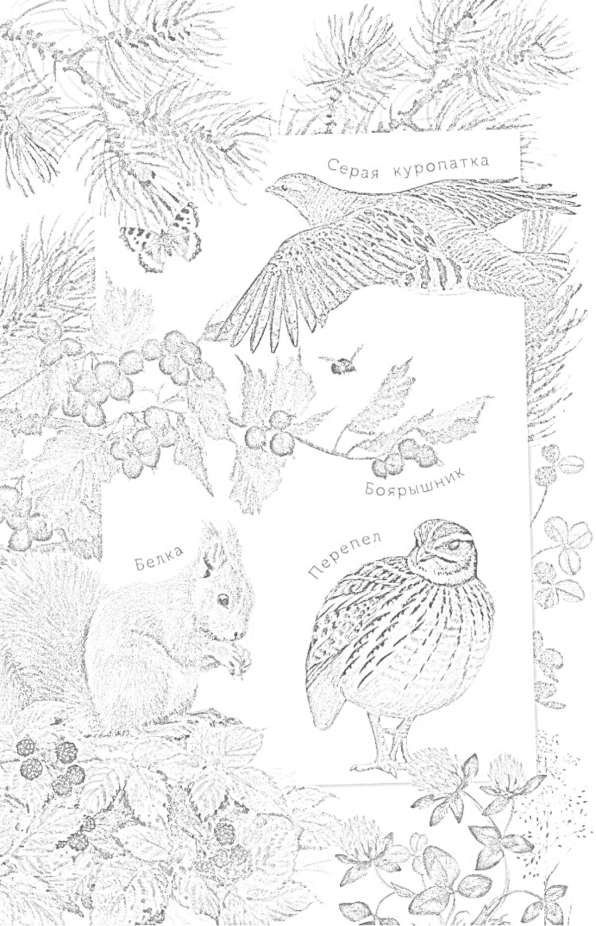 На раскраске изображено: Белка, Сосновые ветки, Клевер, Мухоморы, Природа, Животные, Растения