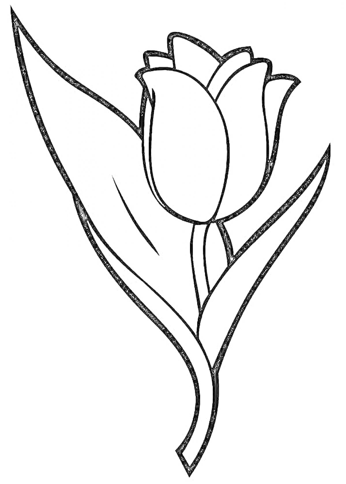 Раскраска Тюльпан с крупными лепестками и листьями