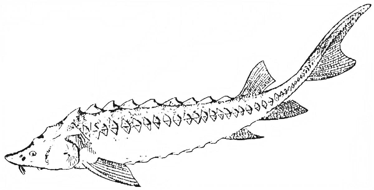 Раскраска с изображением осетра с подробными элементами тела, включая плавники, хвост и характерные чешуйки.