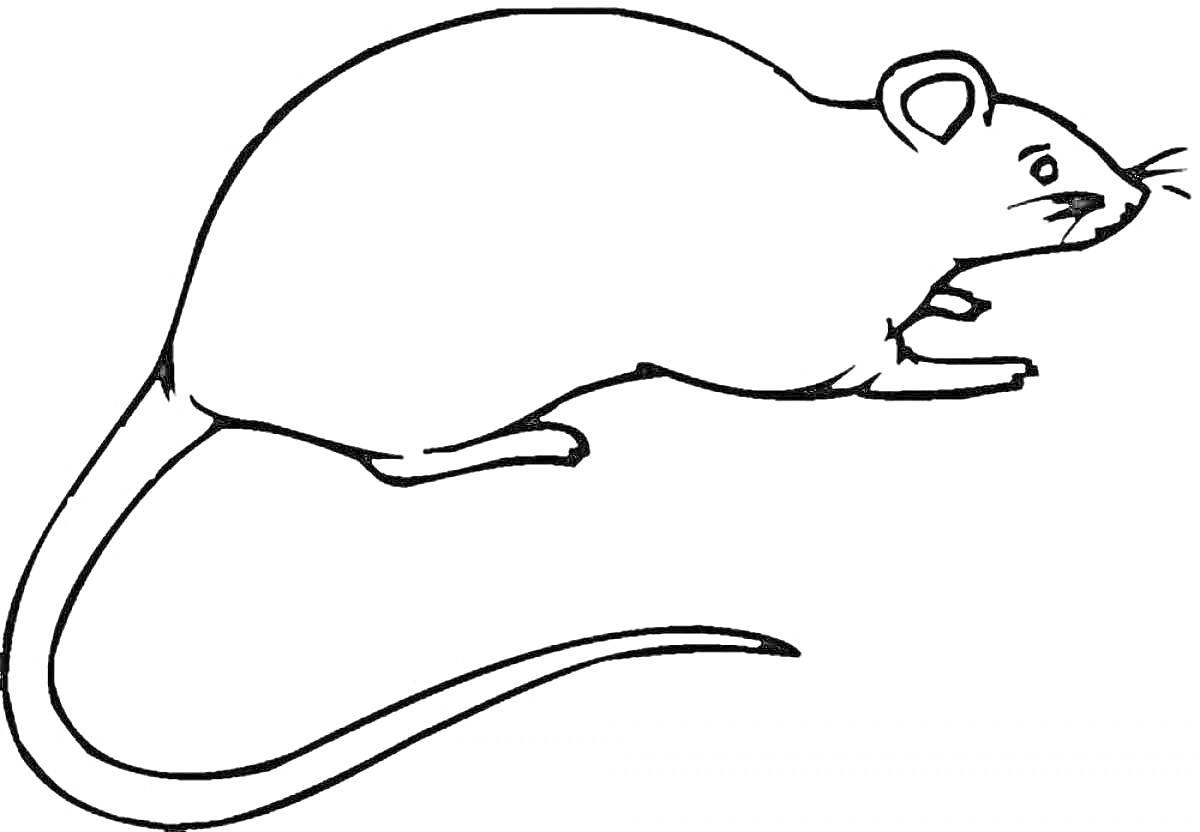 На раскраске изображено: Мышь, Хвост, Усы, Животные, Грызуны