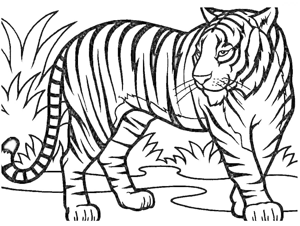 На раскраске изображено: Тигр, Природа, Трава, Фауна, Саванна