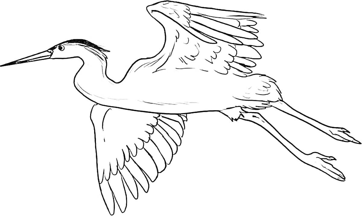 Раскраска Летящая цапля с распростертыми крыльями