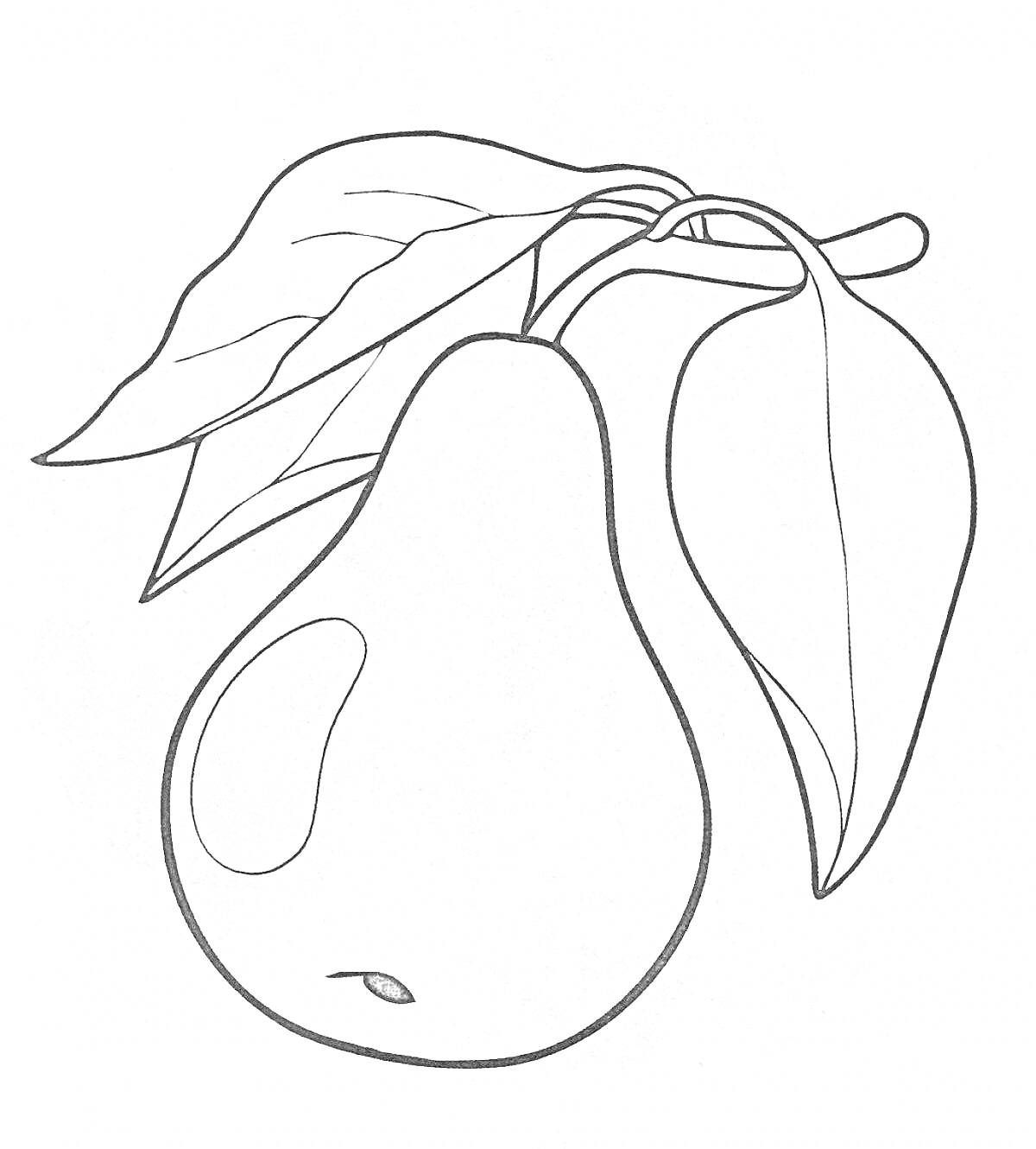 Раскраска Груша с двумя листьями на ветке