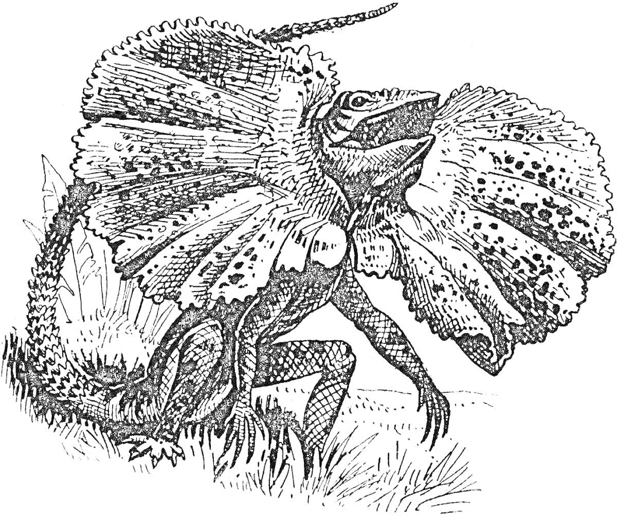 Раскраска Плащеносная ящерица с раскрытым воротником на траве