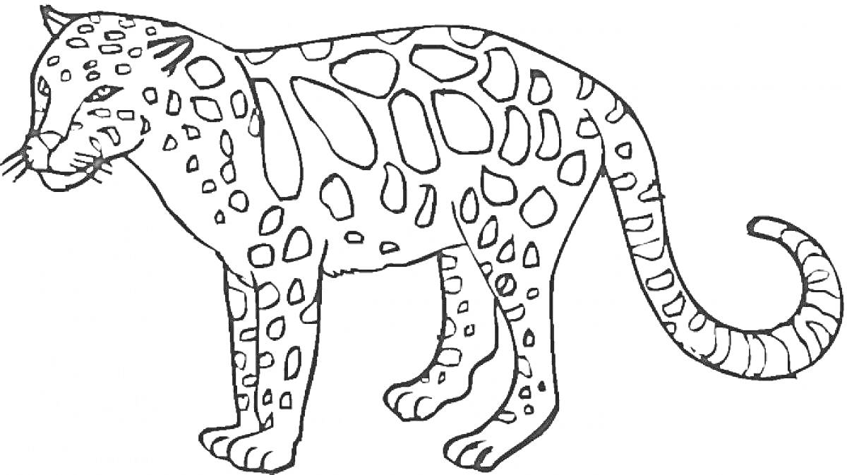Леопард в полный рост с пятнами на теле