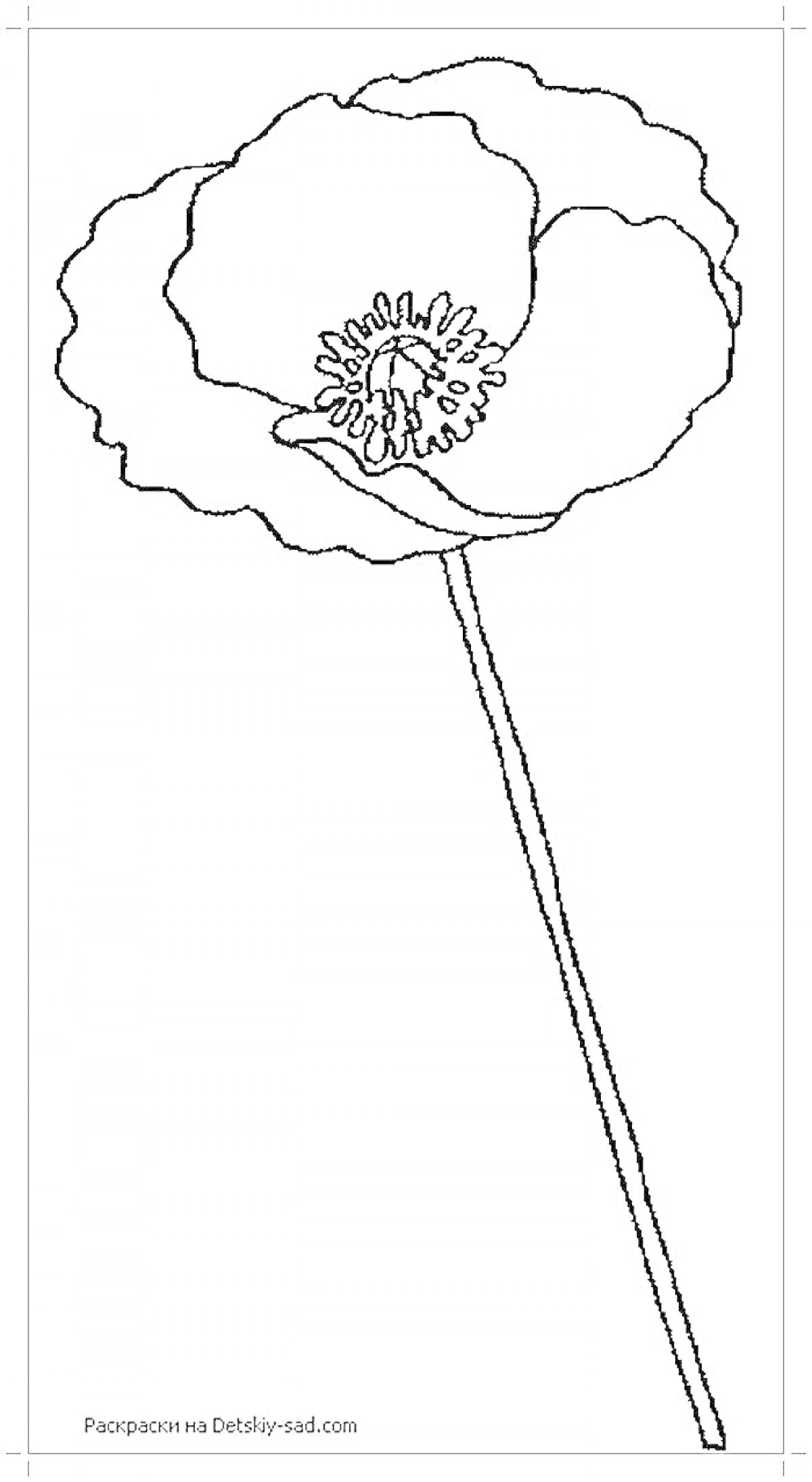 Раскраска Мак цветок, раскраска с изображением одной единственной головы мака с длинным стеблем.