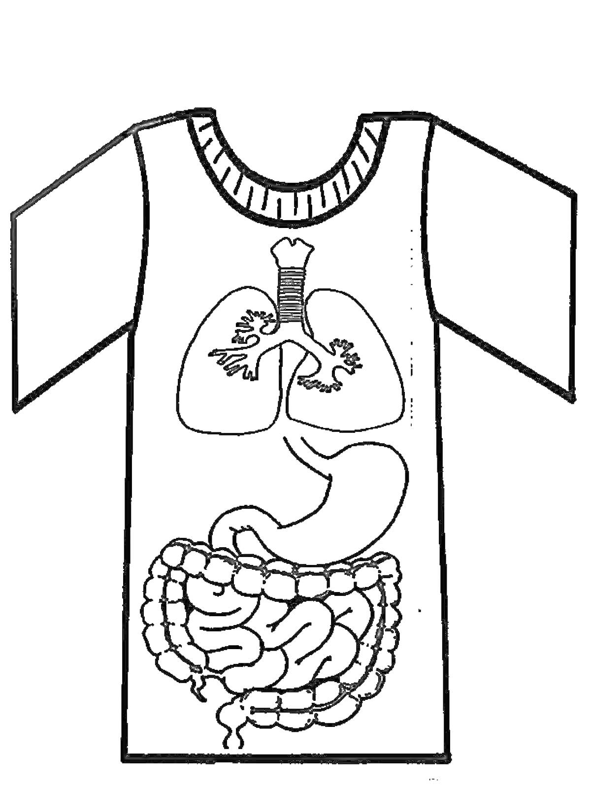 Раскраска с изображением внутренних органов человека в виде футболки. Элементы рисунка включают легкие, трахею, желудок и кишечник.