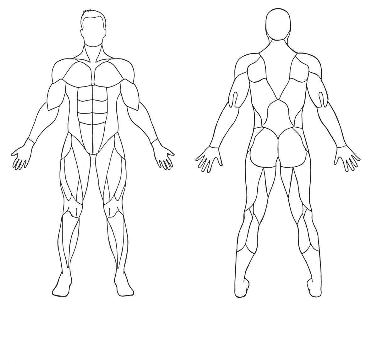 Раскраска Человеческое тело с передней и задней проекцией мышечной системы