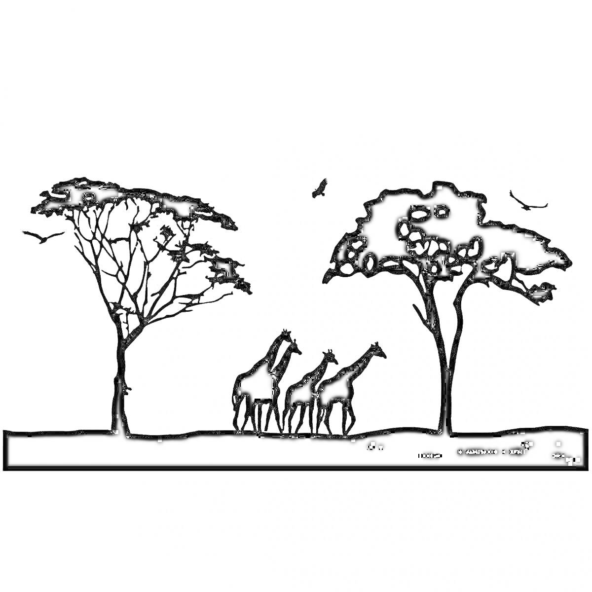 На раскраске изображено: Африка, Сафари, Жирафы, Деревья, Природа, Дикая природа