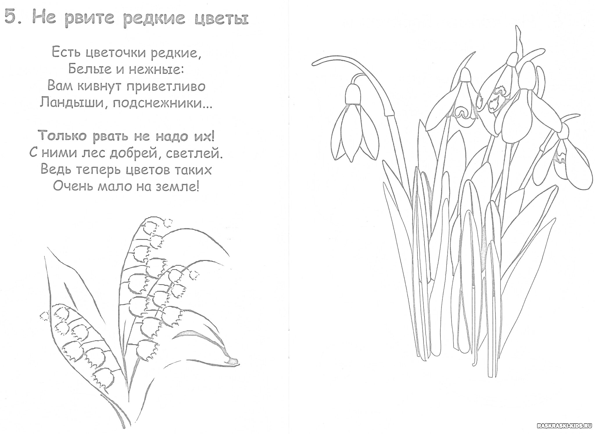 На раскраске изображено: Ландыши, Подснежники, Природа