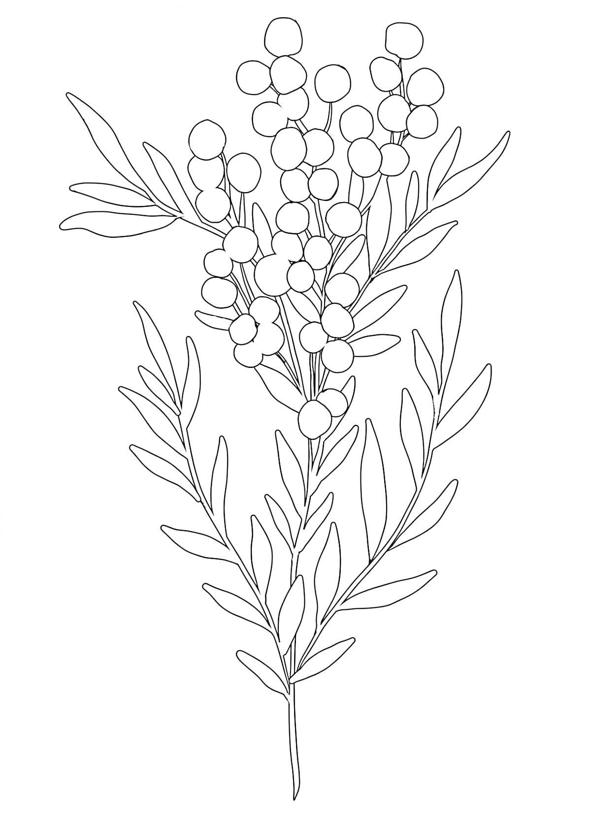 Раскраска Раскраска мимоза, листочки и цветочки