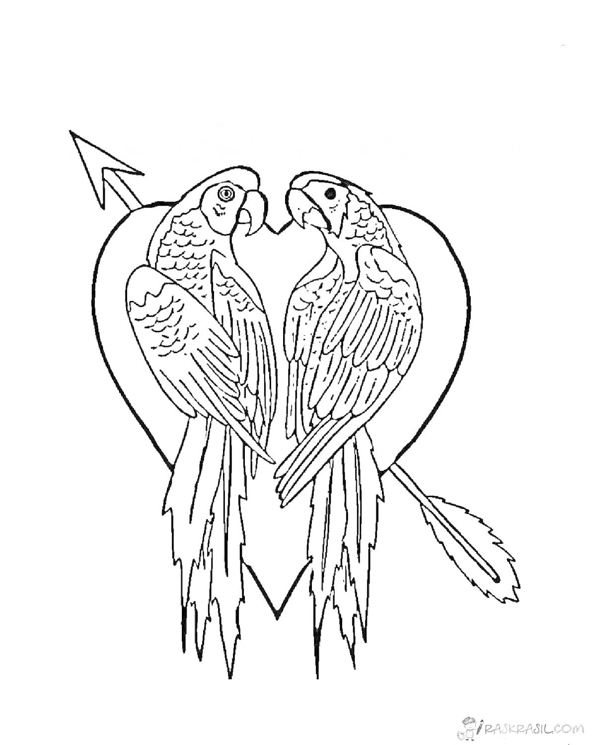 На раскраске изображено: Попугаи, Стрела, Для девочек, Любовь, Романтика