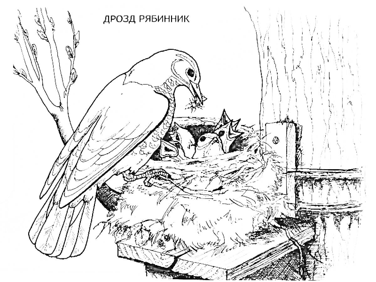 Раскраска Дрозд-рябинник, ветка дерева, гнездо, три птенца, планка на дереве, дерево