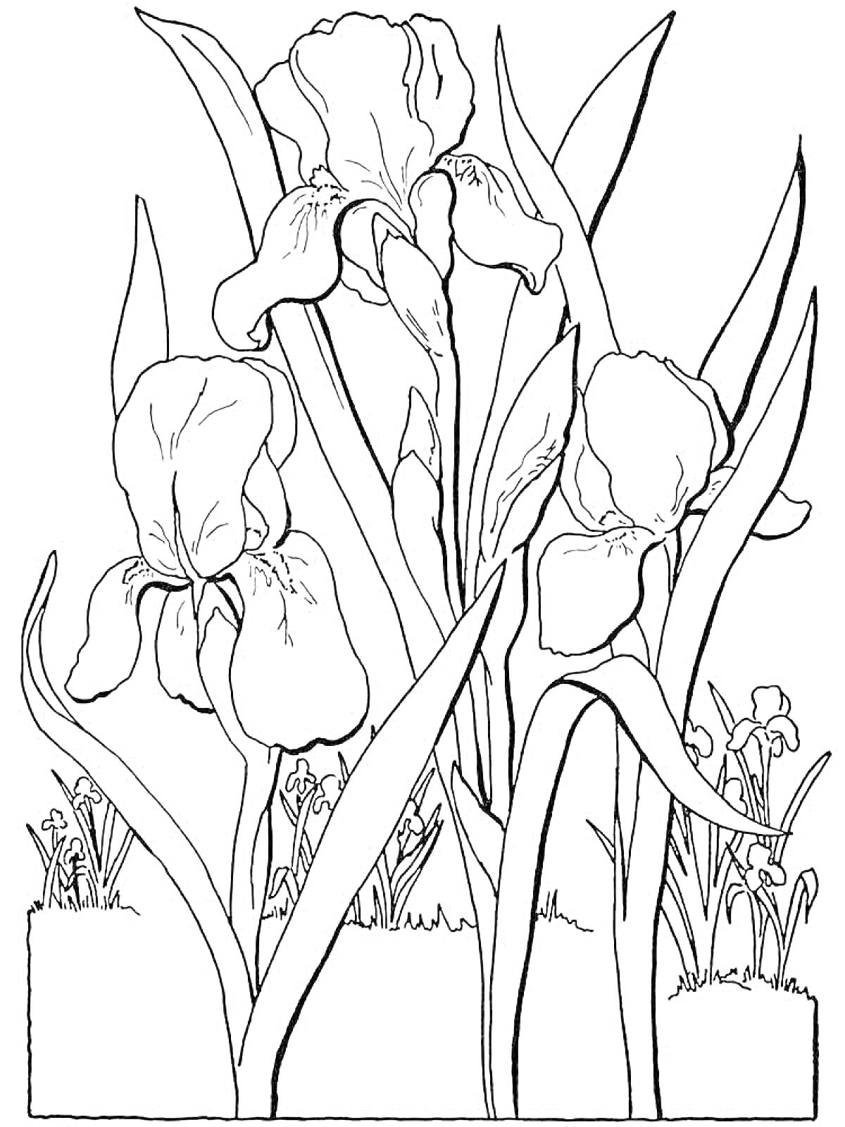 Раскраска Три ириса, листья, трава и более мелкие цветы ириса на заднем плане