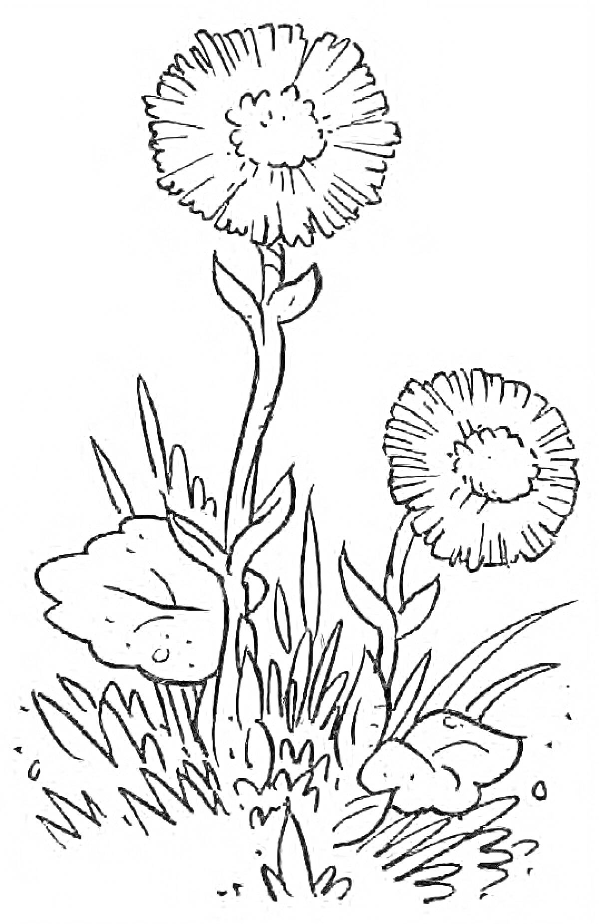Раскраска Два цветка с длинными стеблями среди травы и листьев